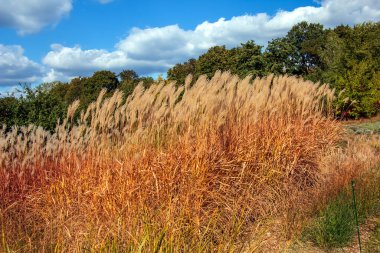 Miscanthus Sinensis rüzgarda sallanıyor. Güneşin altındaki uzun otlar rüzgarda sallanıyor