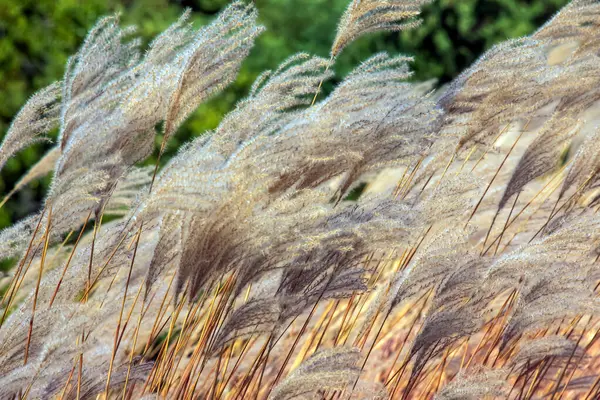 Miscanthus Sinensis rüzgarda sallanıyor. Güneşin altındaki uzun otlar rüzgarda sallanıyor