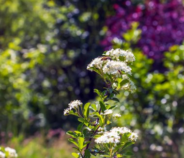 Doğanın bahar arkaplanı. Pyracantha coccinea beyaz çiçekleri bahçede. Beyaz ateş dikenli çalı filizleniyor. Açan bahar çalısı Pyracantha coccinea