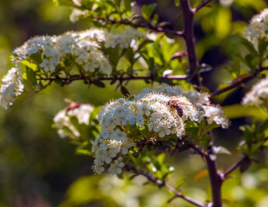 Doğanın bahar arkaplanı. Pyracantha coccinea beyaz çiçekleri bahçede. Beyaz ateş dikenli çalı filizleniyor. Açan bahar çalısı Pyracantha coccinea