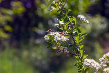 Doğanın bahar arkaplanı. Pyracantha coccinea beyaz çiçekleri bahçede. Beyaz ateş dikenli çalı filizleniyor. Açan bahar çalısı Pyracantha coccinea