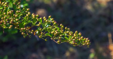 Olgunlaşmamış kızılcık ateş boynuzu Pyracantha coccinea, kırmızı ateş boynuzu.