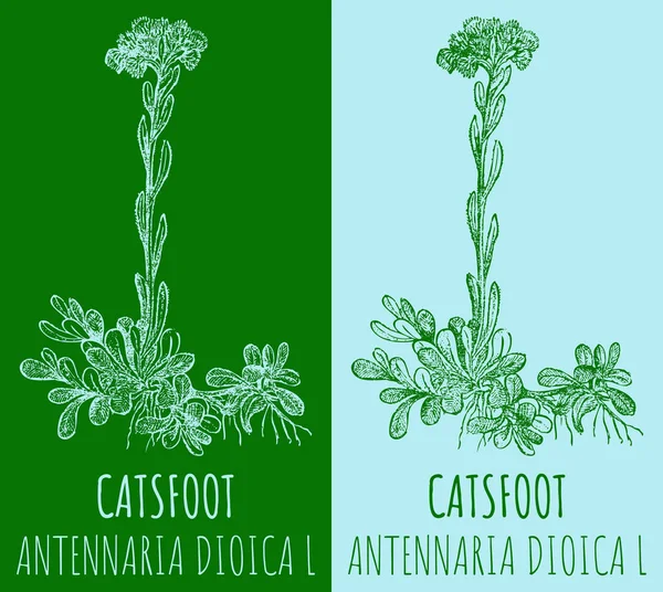 Vektör çizimleri CATSFOOT. El çizimi çizimi. Latince adı ANTENNARIA DIOICA L.