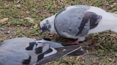 Gagalayan aç bir güvercin yiyecek arıyor. Güvercinler parkta kırıntıları gagalar..