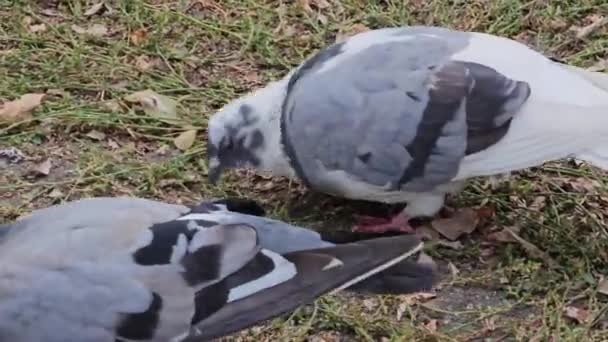 배고픈 비둘기가 음식을 있습니다 공원에서 비둘기 부스러기 — 비디오