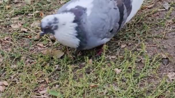 空腹の鳩が食べ物を求めている 公園のピジョン ペック パン粉 — ストック動画