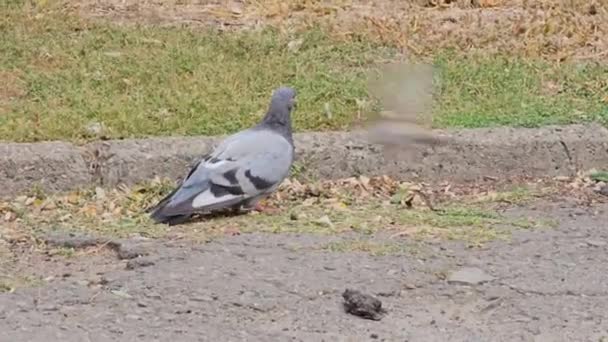 Dziobanie Głodnego Gołębia Szuka Jedzenia Gołębie Dziobają Okruszki Parku — Wideo stockowe
