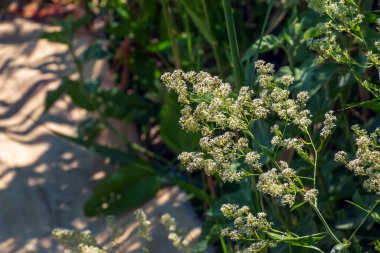 Lepidium beyaz çiçeklerle çiçek açıyor. Çok kötü bir kokusu var ve tahtakurusu kovucu olarak kullanılıyor..