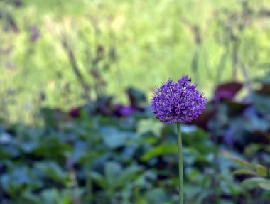 Latince soğan çiçeği süslemesi. Allium hollandicum. Yaz başında çiçek açan ittifak.