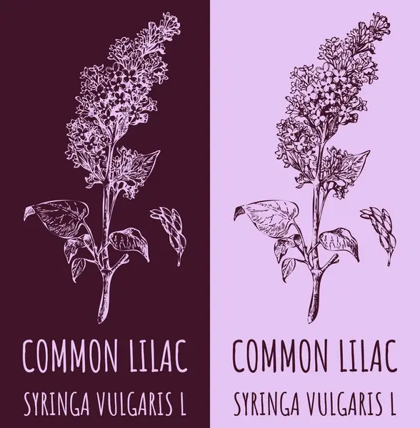 Vektör çizimleri COMON LILAC. El çizimi çizimi. Latince adı SyRINGA VULGARIS L.