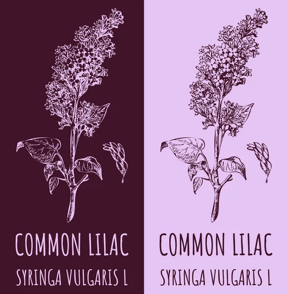 ベクター図面Common Lilac 手描きイラスト ラテン語名 Syringa Vulgaris — ストックベクタ