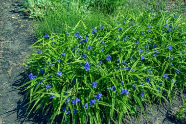 Örümcek ağı Tradescantia virginiana L. Herbaceous bitkisinin mor yapraklı çiçekleri. Tradescantia çiçeği, güneşli bir günde yeşil yaprakların arka planında açar..