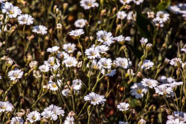 Tarla faresi kulaklı Cerastium, baharda ormanda L beyaz çiçekleri açar. Kapat..