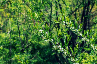 Gül ailesinden Ağaç Prinsepia Sinensis. Prinsepia yağı ve meyveler ilaç, aşçılık ve kozmetolojide kullanılır..