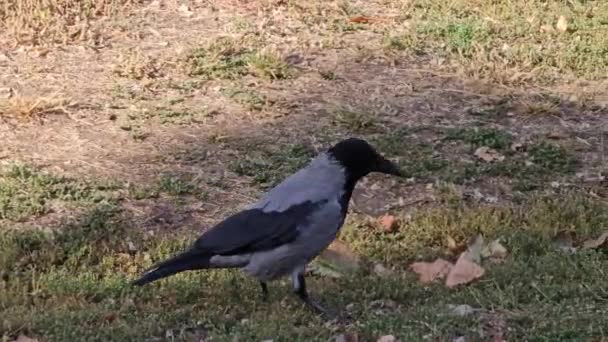 Запечатлев Поведение Серо Черного Ворона Ищущего Еду Травянистом Поле — стоковое видео