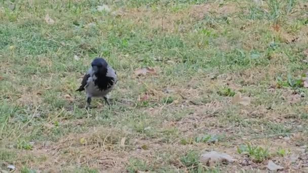 Capturer Comportement Corbeau Gris Noir Recherche Nourriture Dans Champ Herbeux — Video