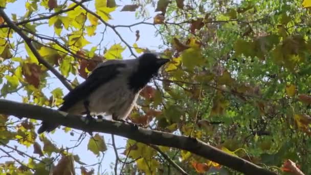 Comportement Corbeau Gris Noir Été Capturé Assis Sur Une Branche — Video