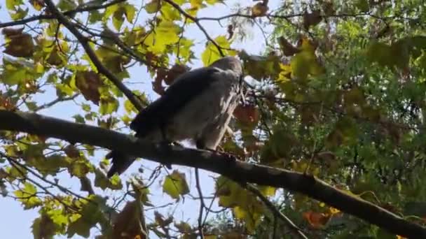 Comportement Corbeau Gris Noir Été Capturé Assis Sur Une Branche — Video