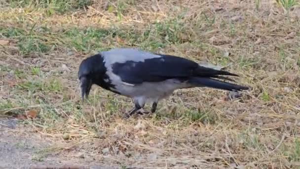 Capturer Comportement Corbeau Gris Noir Recherche Nourriture Dans Champ Herbeux — Video