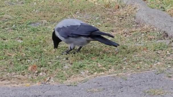 Einfangen Des Verhaltens Einer Grau Schwarzen Krähe Auf Nahrungssuche Einem — Stockvideo