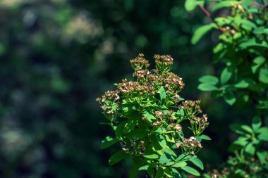 Spiraea ferganensis veya Meadowsweet. Yazın bir bitkinin solmuş dalları. Kuru çiçek yaprakları.