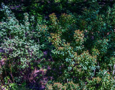 Spiraea ferganensis veya Meadowsweet. Yazın bir bitkinin solmuş dalları. Kuru çiçek yaprakları.