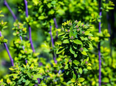 Spiraea ferganensis veya Meadowsweet. Baharın başlarında çiçek tomurcukları.