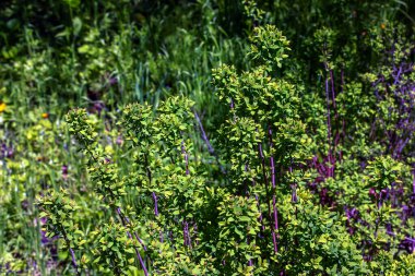 Spiraea ferganensis veya Meadowsweet. Baharın başlarında çiçek tomurcukları.