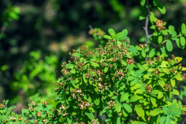 Spiraea ferganensis veya Meadowsweet. Yazın bir bitkinin solmuş dalları. Kuru çiçek yaprakları.