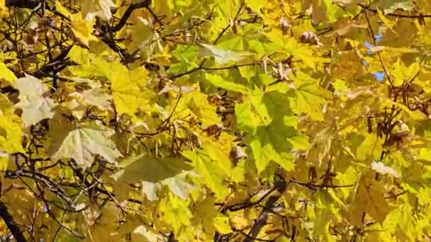 秋天黄色枫叶的特写在树枝上 迎风飘扬 — 图库视频影像