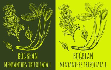 Bogbean 'ın çizimleri. El çizimi çizimi. Latince adı MENYANTHES TRIFOLIATA L.