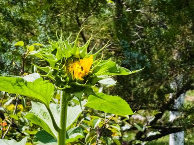 Yeşil bahçedeki bir ayçiçeğinin sarı kafası Helianthus Annuus