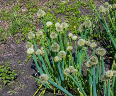 Allium fistulosum. Bahçede çiçek açan soğanlar. Yenilebilir bitki, her daim çiçek açar.