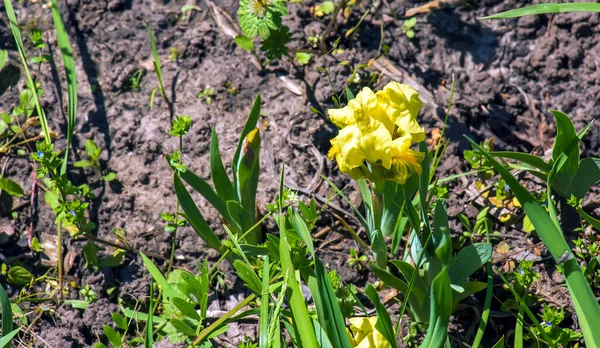 Iris Reichenbachii Květina Louce Jaře — Stock fotografie