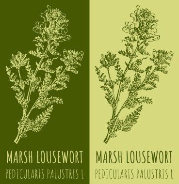 Marsh Loud Wort 'un çizimleri. El çizimi çizimi. Latince adı Pedikür PALUSTRIS L.