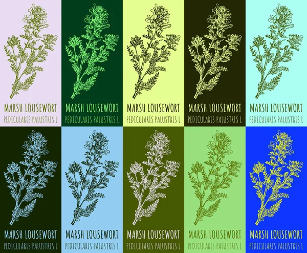 stock image Set of drawing of MARSH LOUSEWORT in various colors. Hand drawn illustration. Latin name PEDICULARIS PALUSTRIS L.