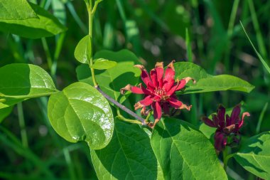 Calycanthus occidentalis, ilkbaharda kırmızı çiçekli bir çalılıktır..