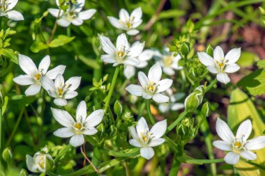 Ornithogalum, Beytüllahim 'in bahçe yıldızı, çimen zambağı, öğlen uykusu, ya da saat 11' deki bayan kuşkonmaz familyasının uzun ömürlü çiçek açan bitkisidir.