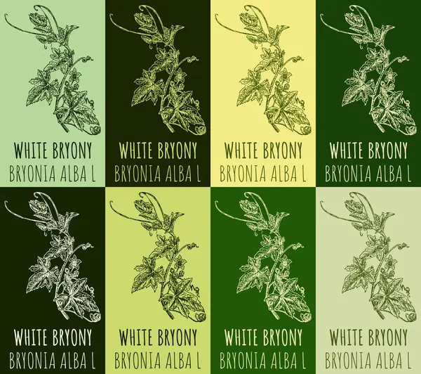 stock image Set of drawing of WHITE BRYONY in various colors. Hand drawn illustration. Latin name BRYONIA ALBA L.