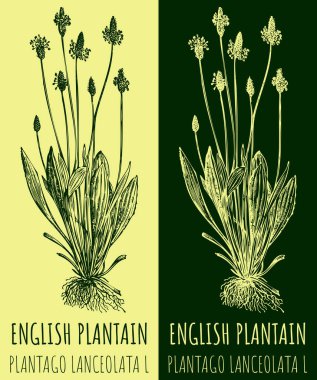 Vektör çizimleri Inglish Planı. El çizimi çizimi. Latince adı PLANTAGO LANCEOLATA L.