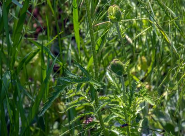 Doğulu gelincik çiçeği. Papaver oryantasyonu bahçedeki muhteşem bir bitkidir.