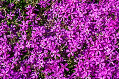 Mor pembe yosun çiçekleri çiçek açıyor. Bu yosun kabuğunun Latince adı Phlox subulate.. 