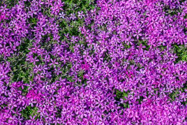 Mor pembe yosun çiçekleri çiçek açıyor. Bu yosun kabuğunun Latince adı Phlox subulate.. 