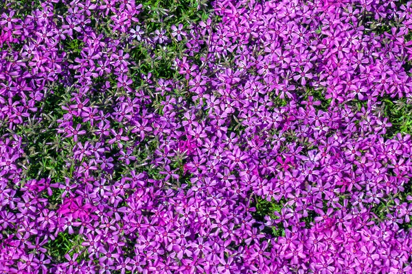 Purple-pink moss phlox flowers are blooming. The Latin name of this moss phlox is Phlox subulate.