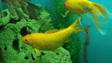 Çok sayıda renkli parlak balık akvaryumda yüzer. Küçük evcil hayvanlı akvaryum.