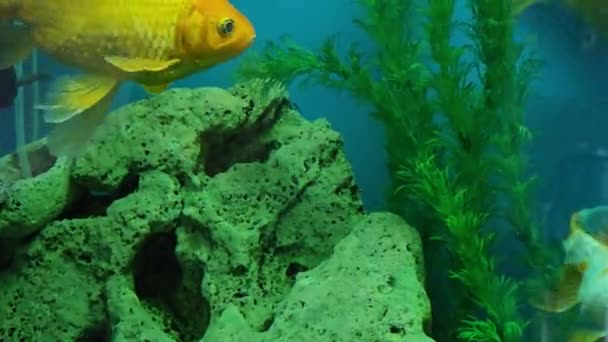 いくつかの多色の明るい魚が水族館で泳ぐ 小さなペットと水族館 動画クリップ