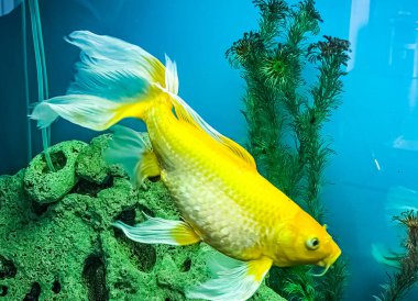 Çok sayıda renkli parlak balık akvaryumda yüzer. Küçük evcil hayvanlı akvaryum.