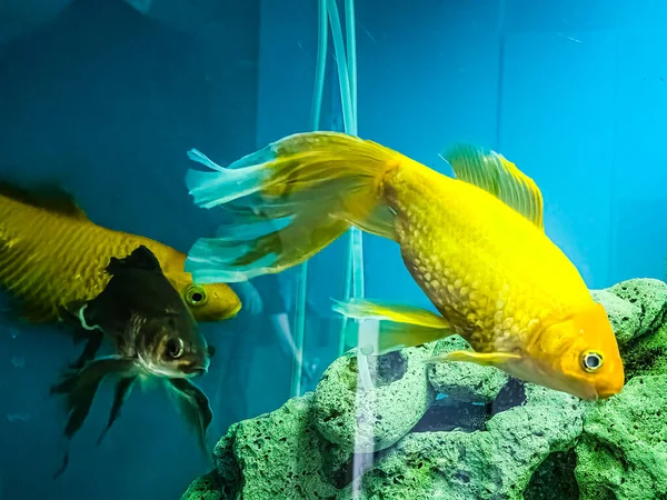 Çok sayıda renkli parlak balık akvaryumda yüzer. Küçük evcil hayvanlı akvaryum.