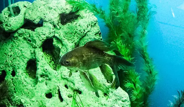 Several multi-colored bright fish swim in the aquarium. Aquarium with small pets.