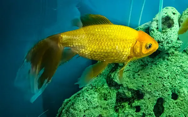 Several multi-colored bright fish swim in the aquarium. Aquarium with small pets.